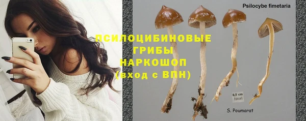сатива Бородино